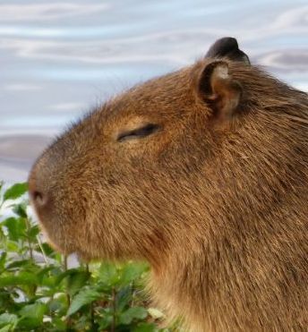 생각하는 카피바라