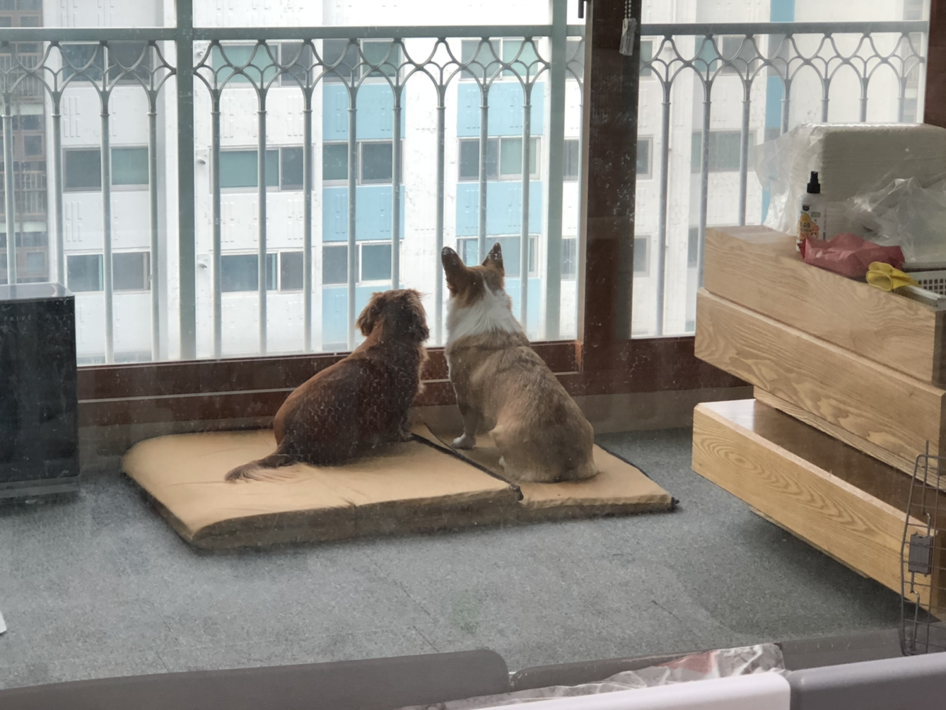 똥꼬발랄 도다리