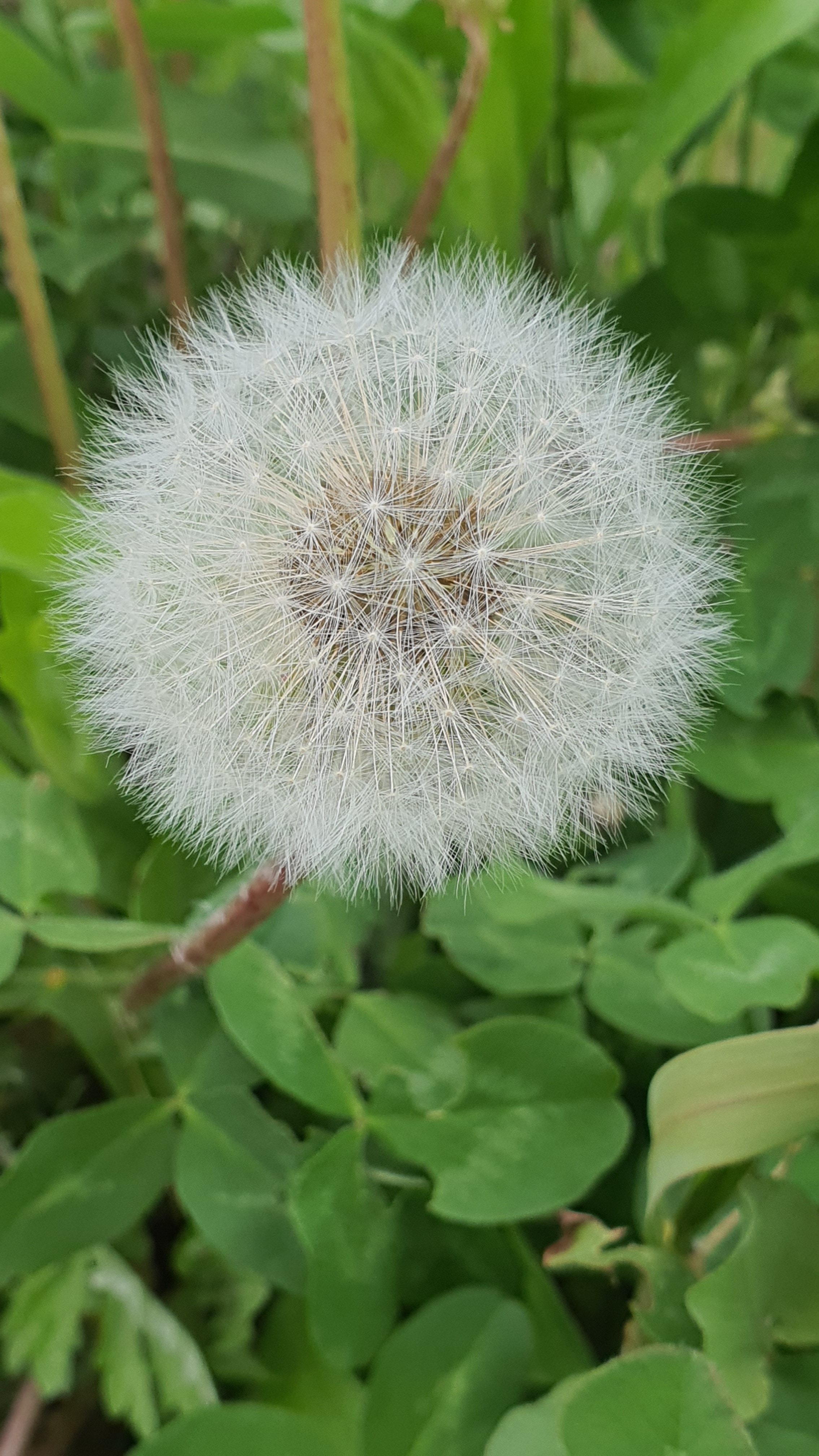 프랭크 버거가 도대체 뭐라고...