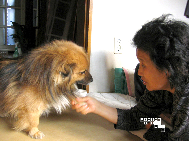 복실이 이미지