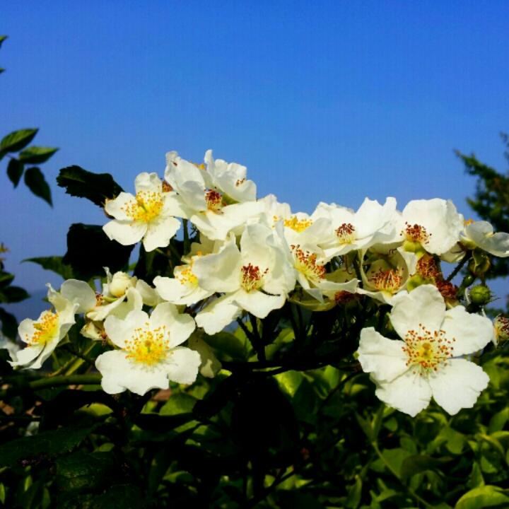 꽃필.그날 이미지