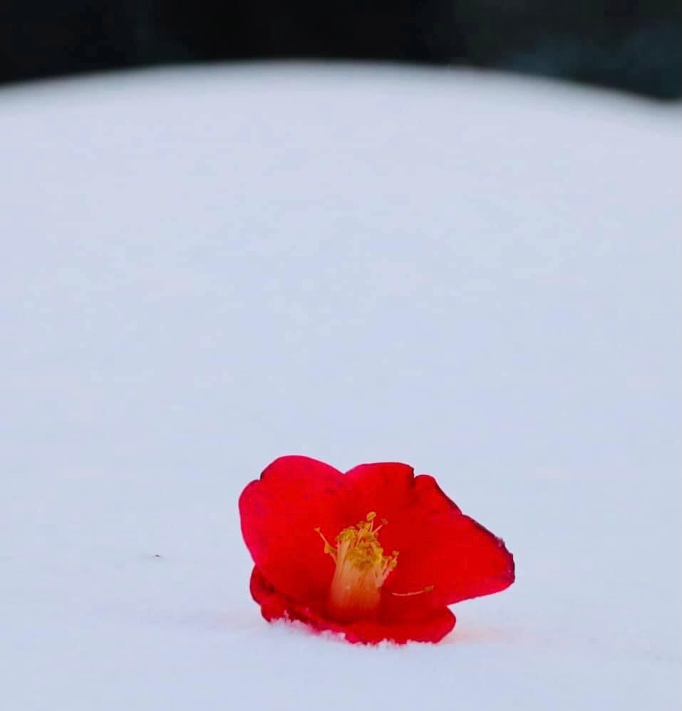 연화몽