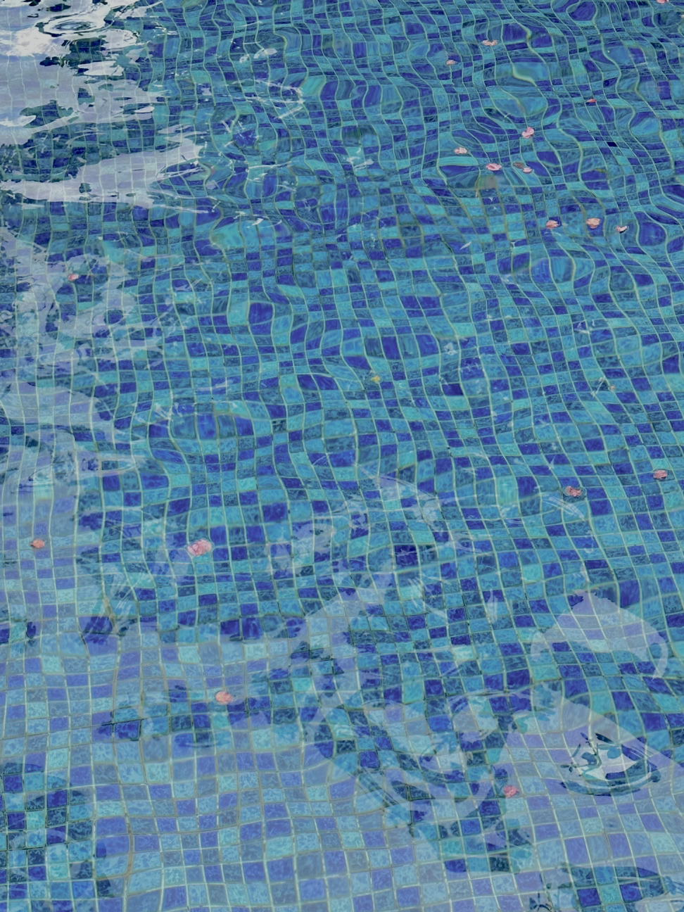 어항 속 물고기