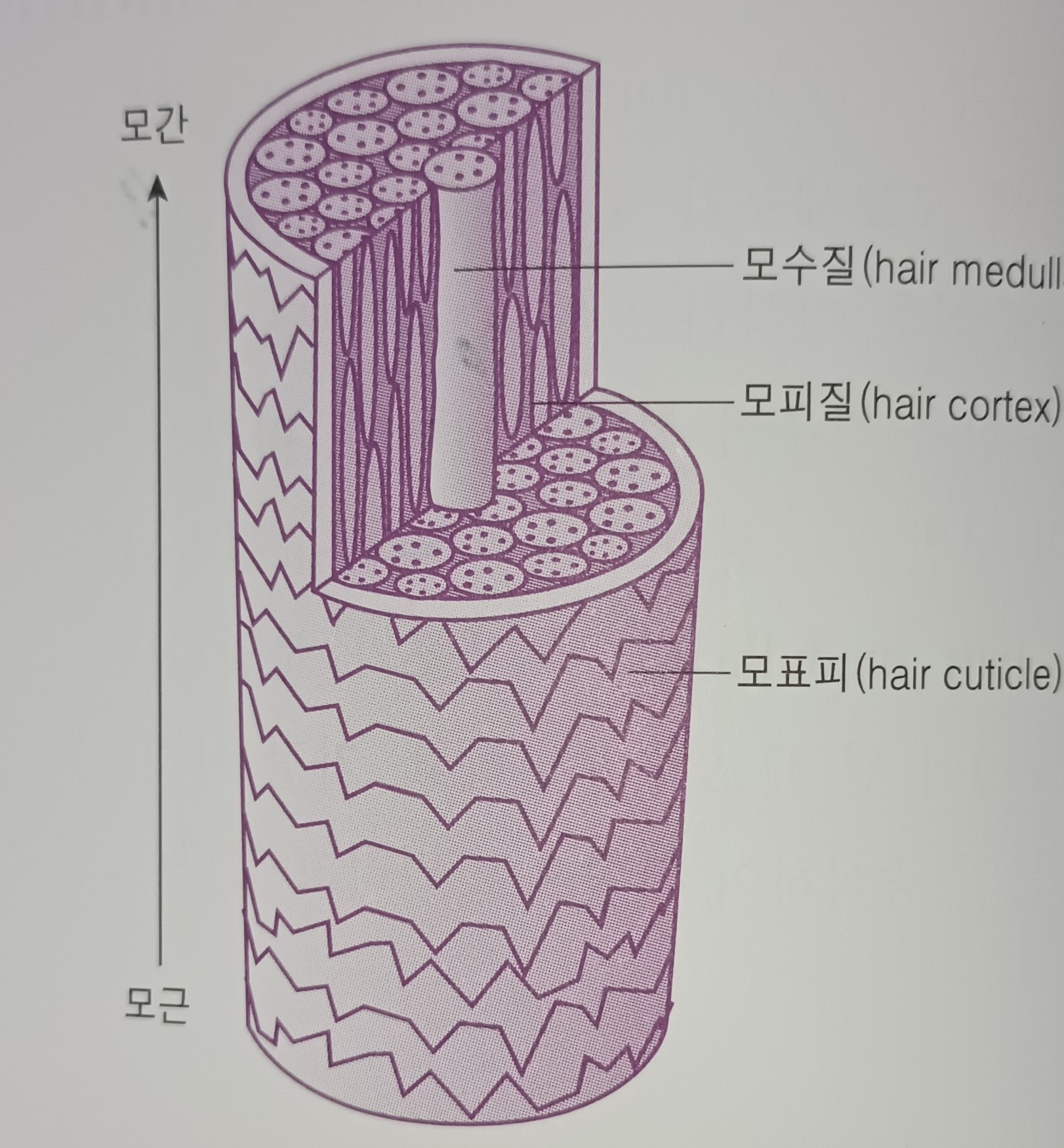 01화 안녕하십니까 당신의 모발
