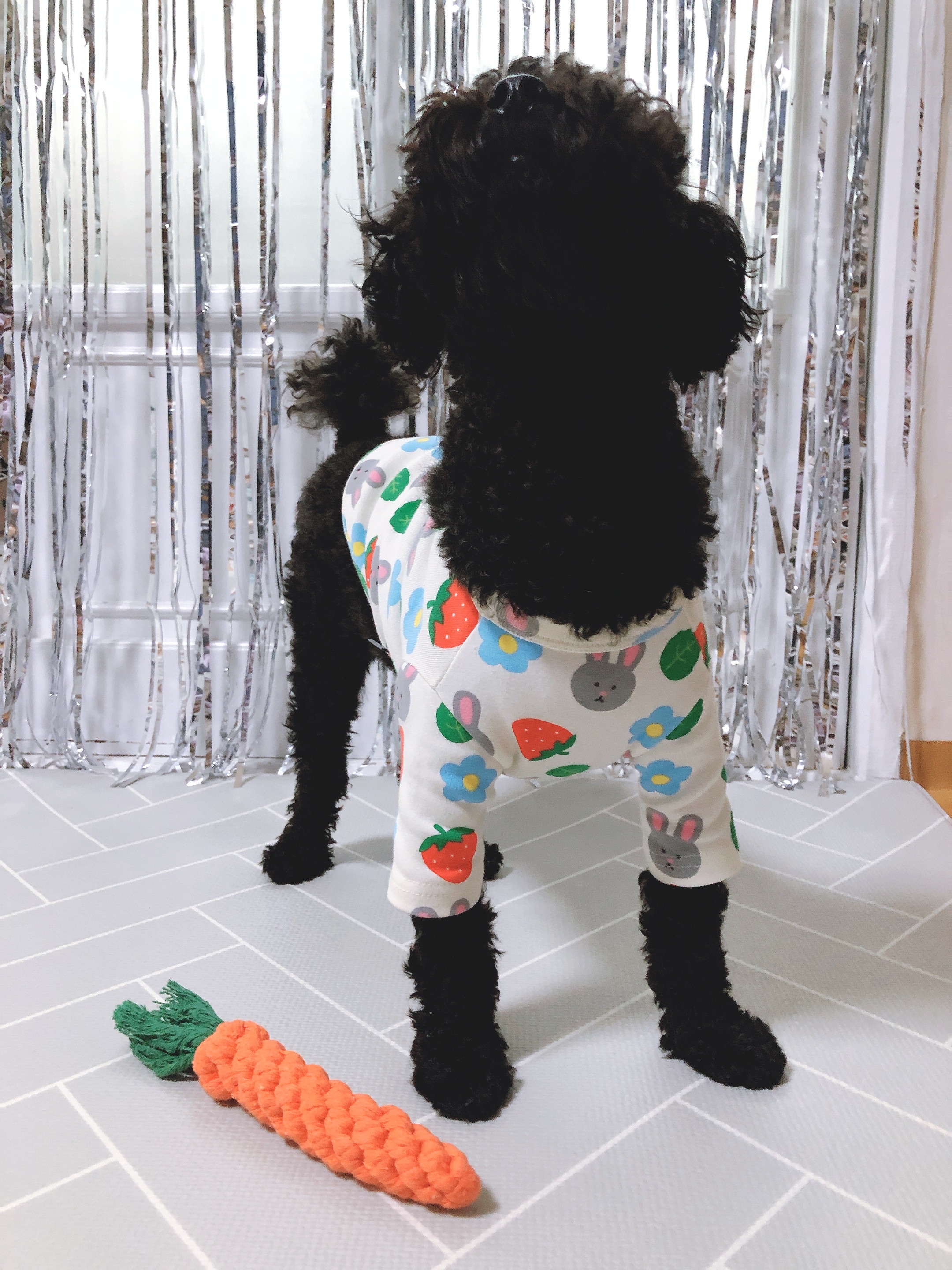 밤하늘색 멍멍이