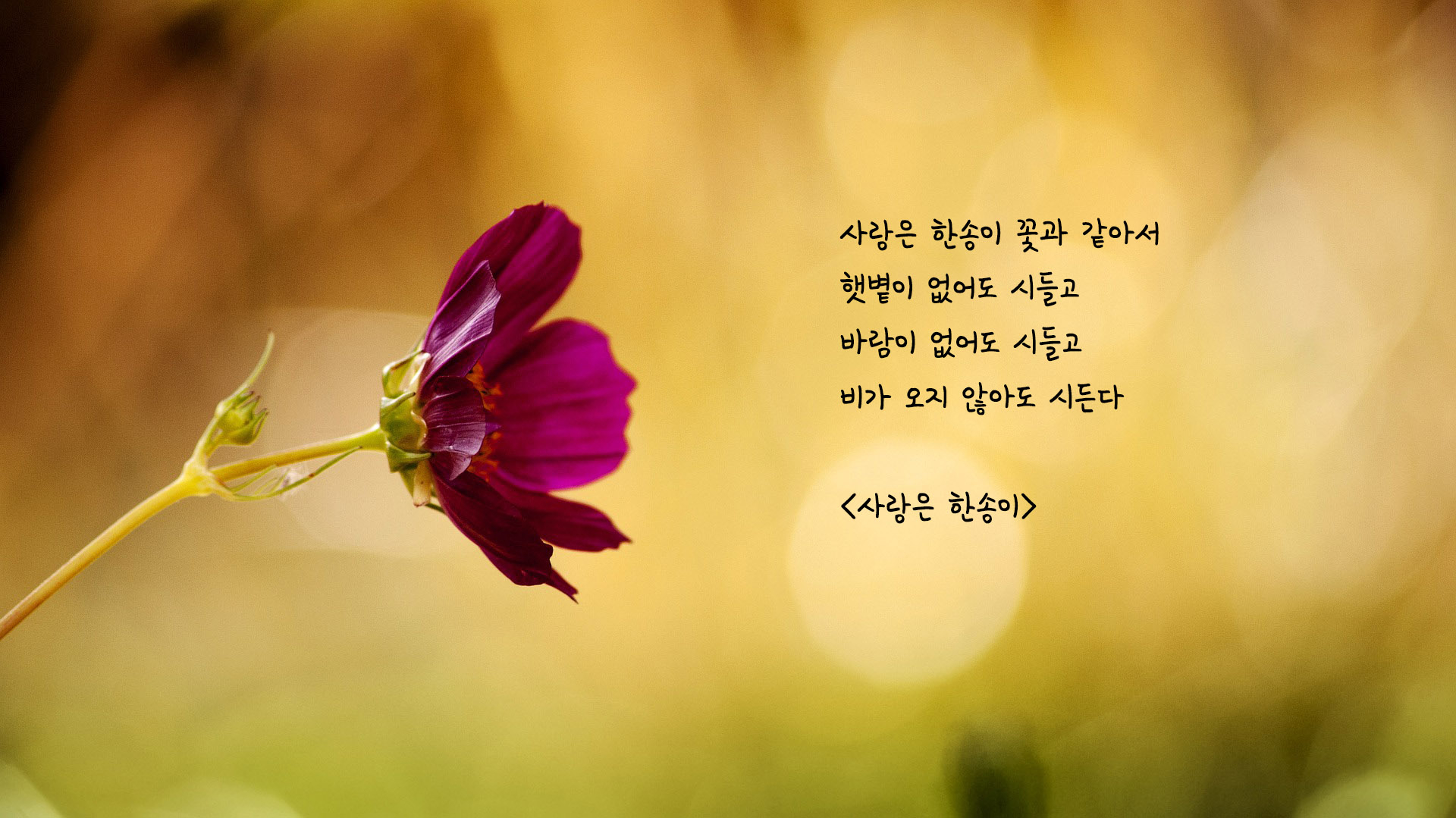 별처럼 뜨고 꽃처럼 피네