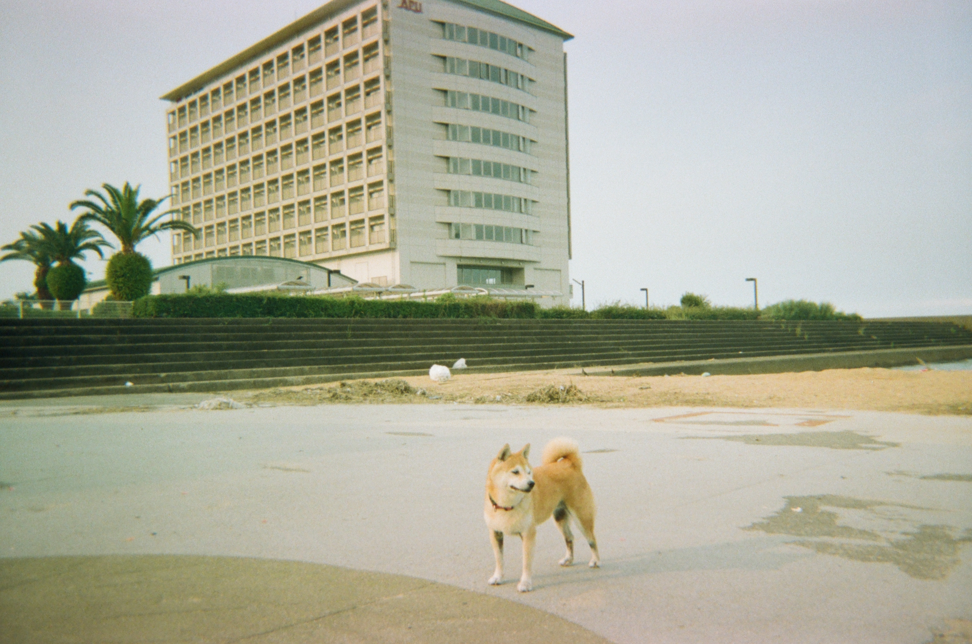 생각하는원숭이