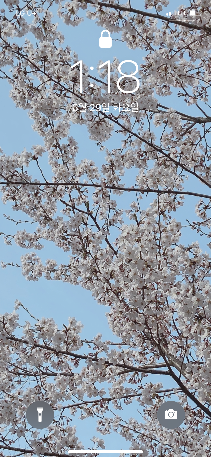 풋내기 대학생 작가