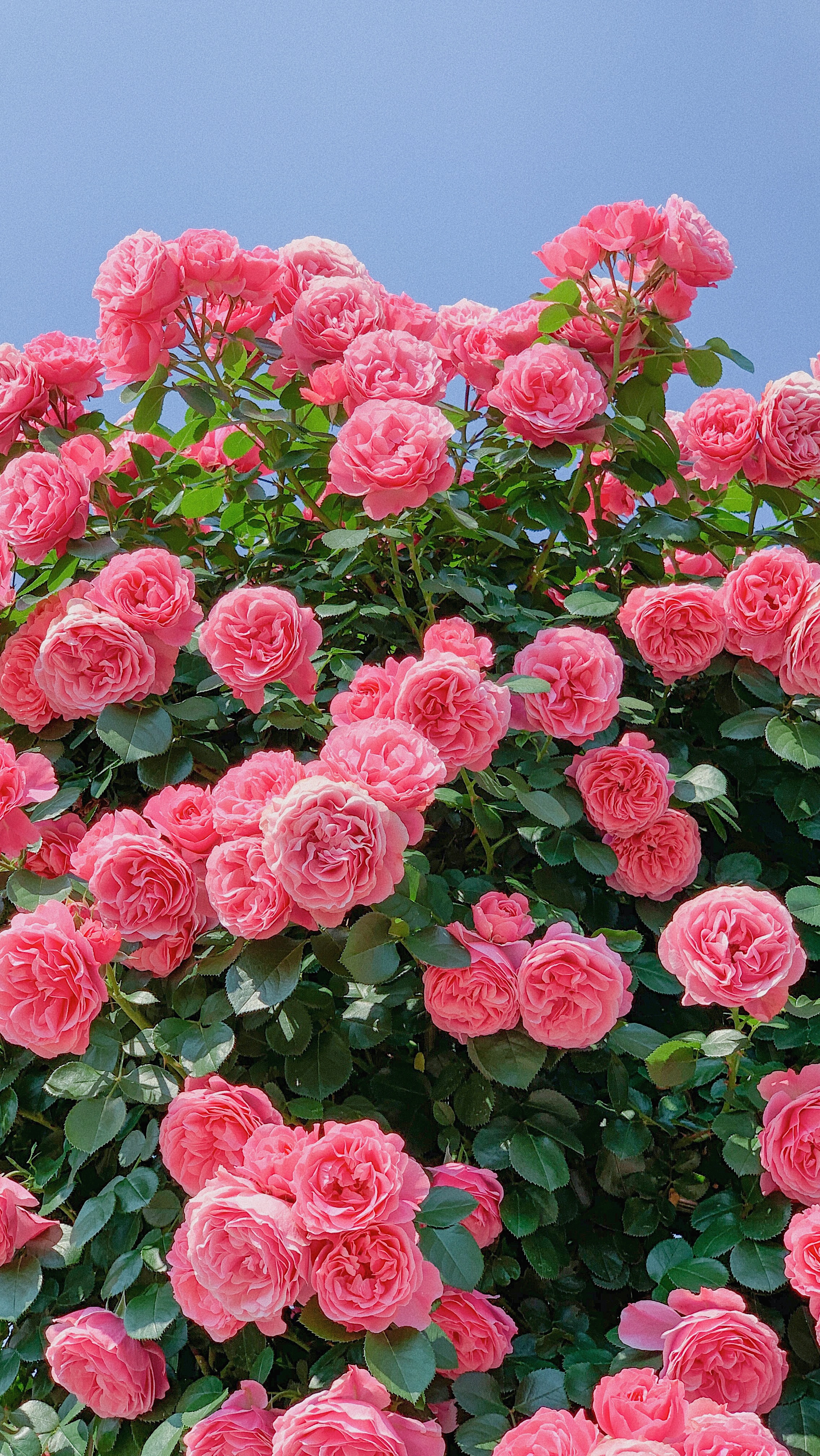 겨울자두winterplum