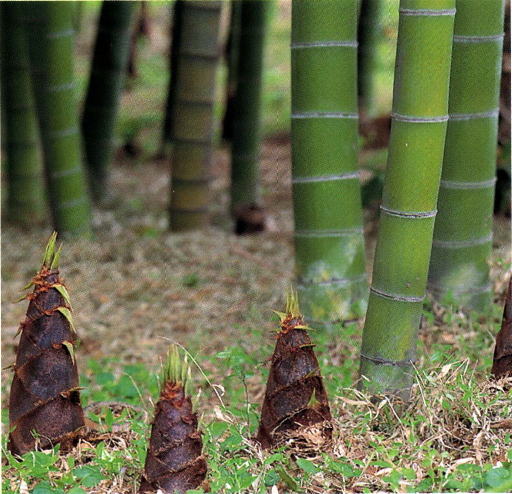 나만의 대나무 숲