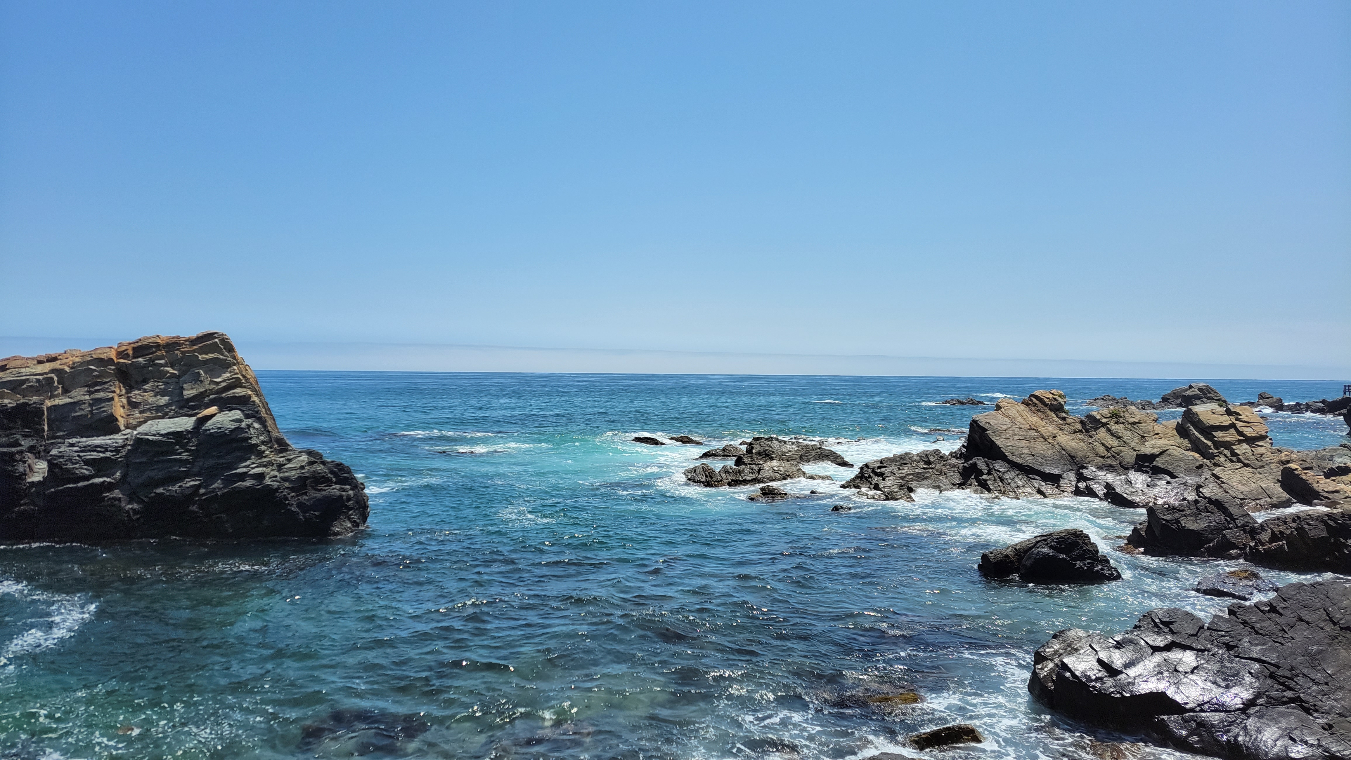 소나무를 꿈꾸네