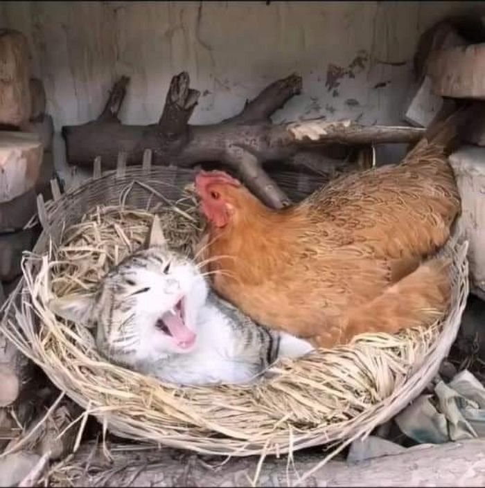 엄마닭 이미지