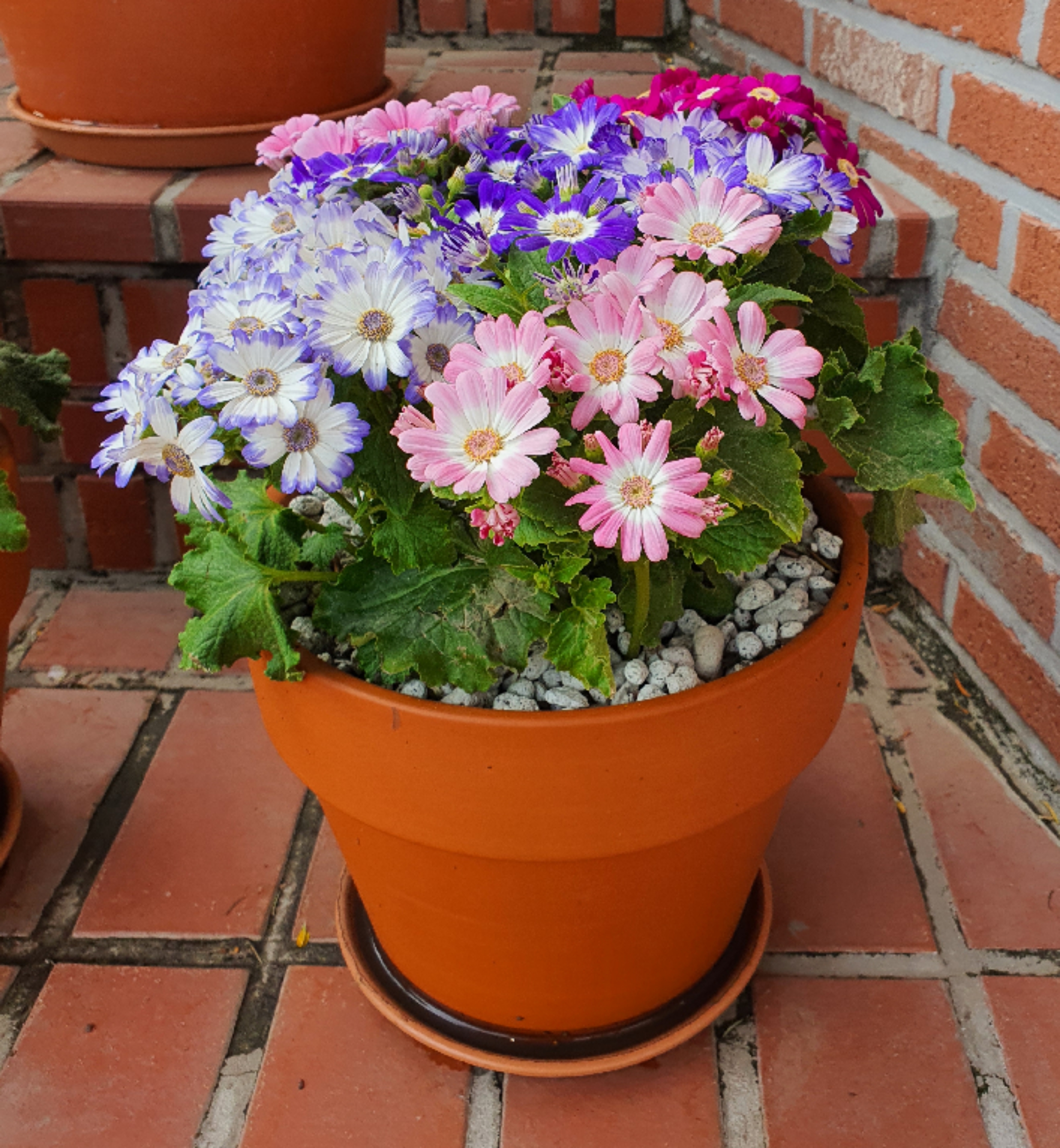 이요 마켓힐링요