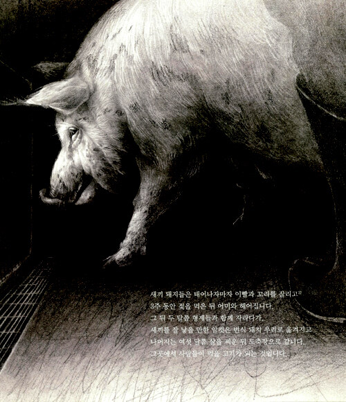 돼지이야기 이미지