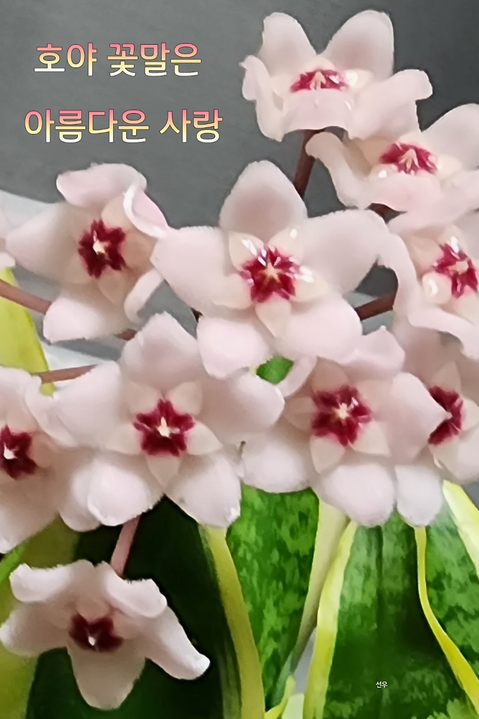 꽃;다시피다 이미지