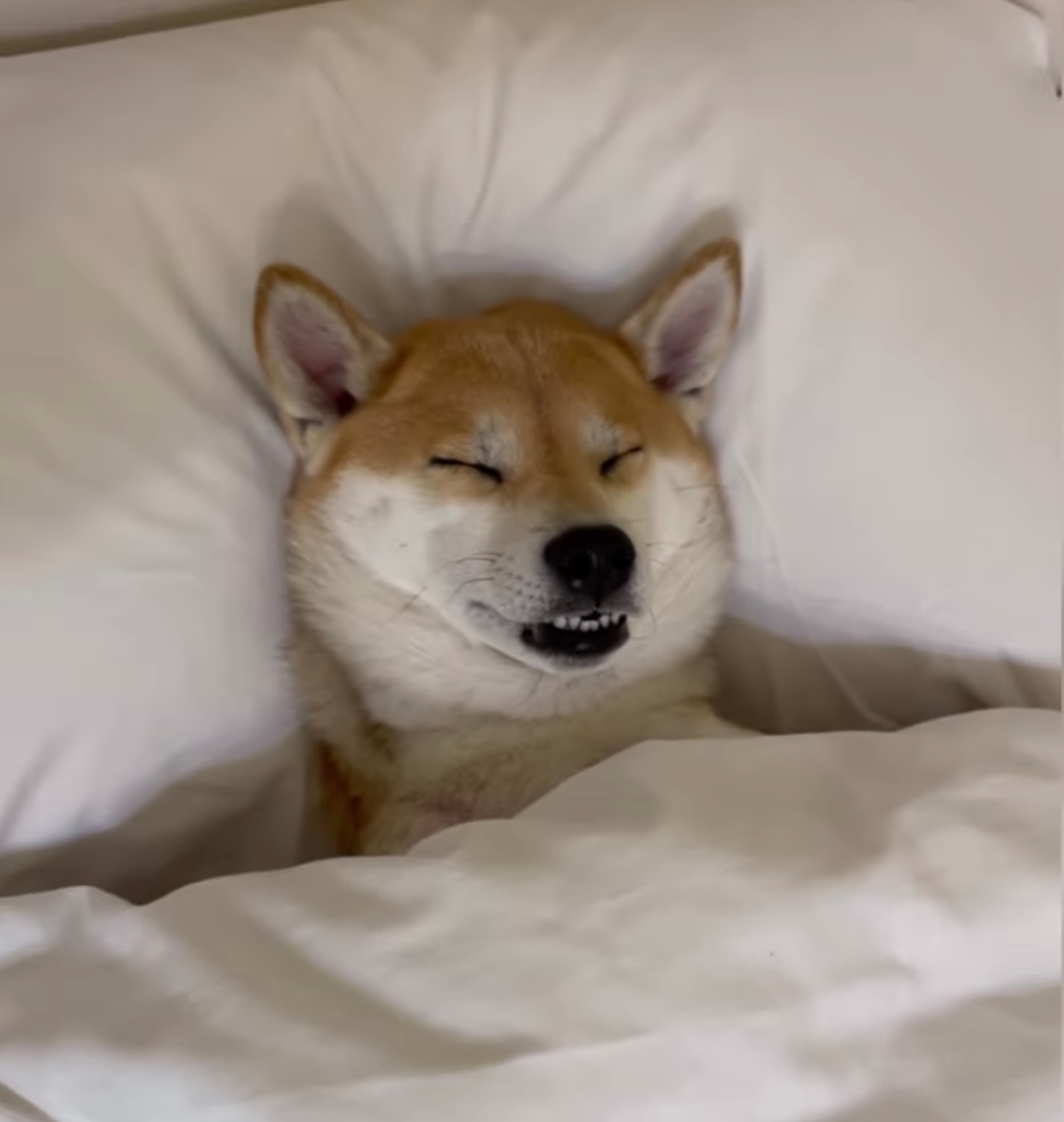 사원K
