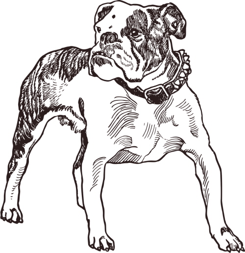 불독(bulldog) 이미지