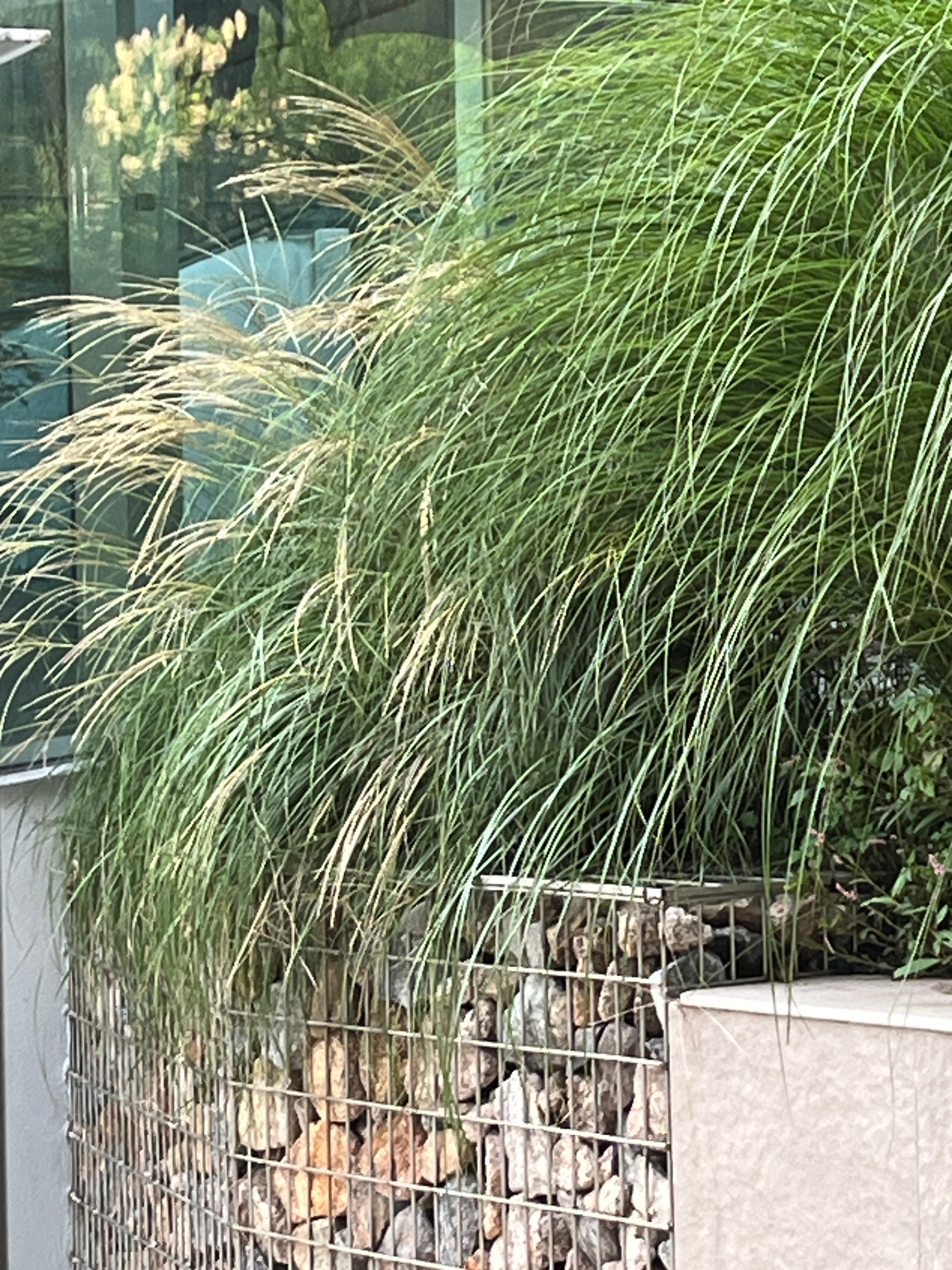 어거스트하모니