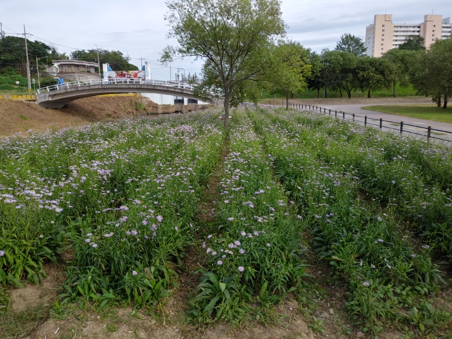 정신포목 이미지