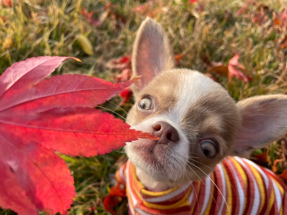 희희낙낙공장장