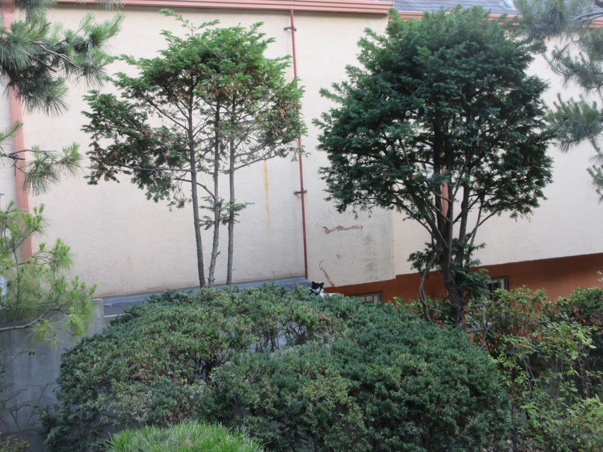 천과나무 이미지