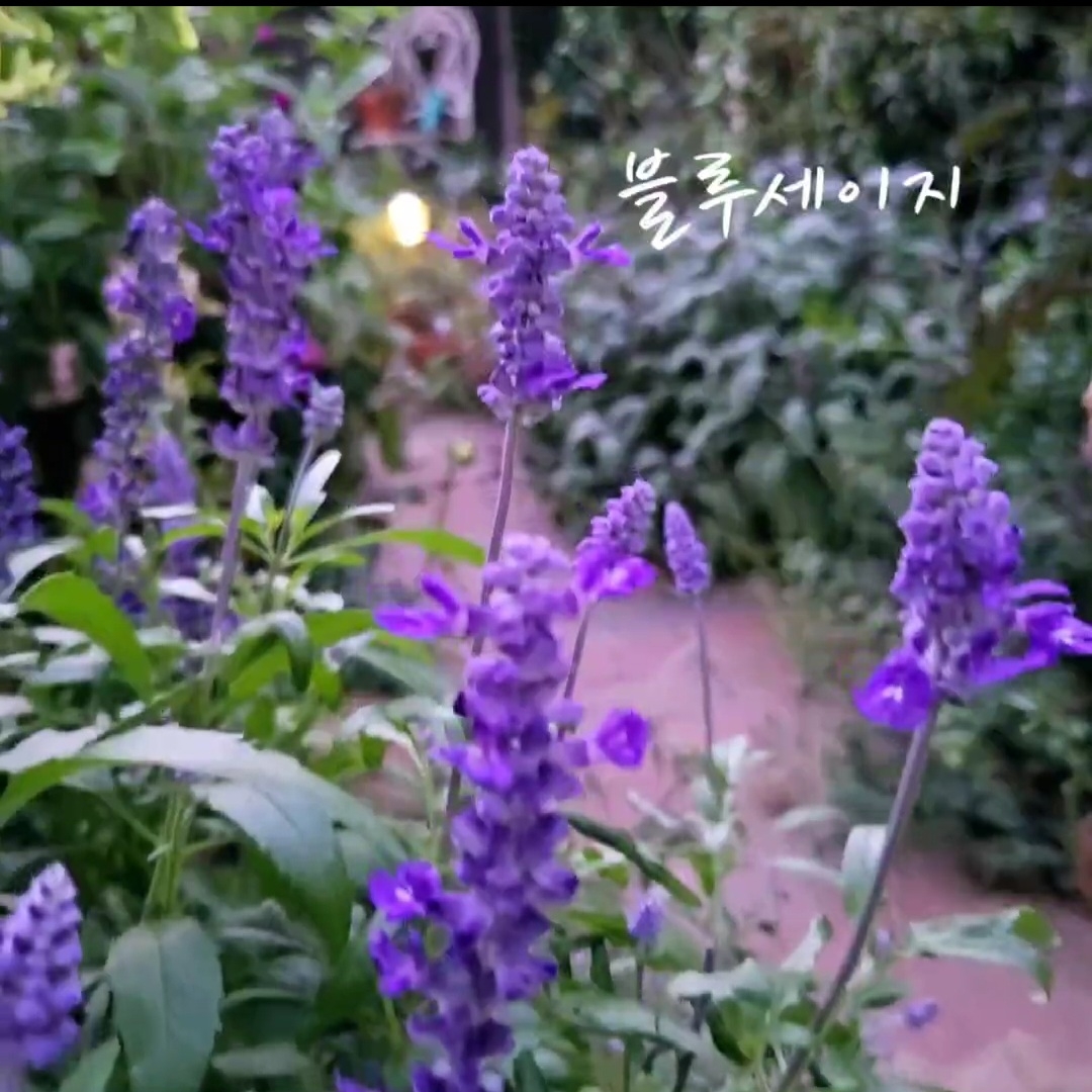 05화 가을 정원에 보라꽃이 많은 이유