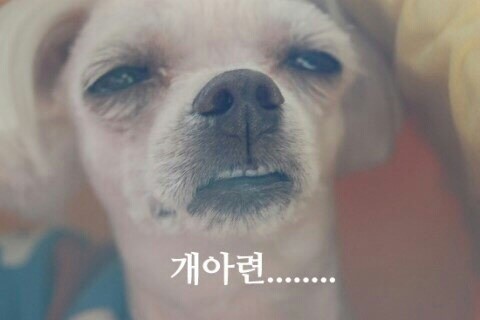 매일회사랑 이미지