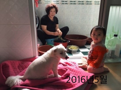송아 이미지