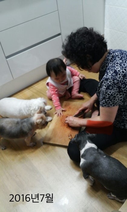 송아 이미지