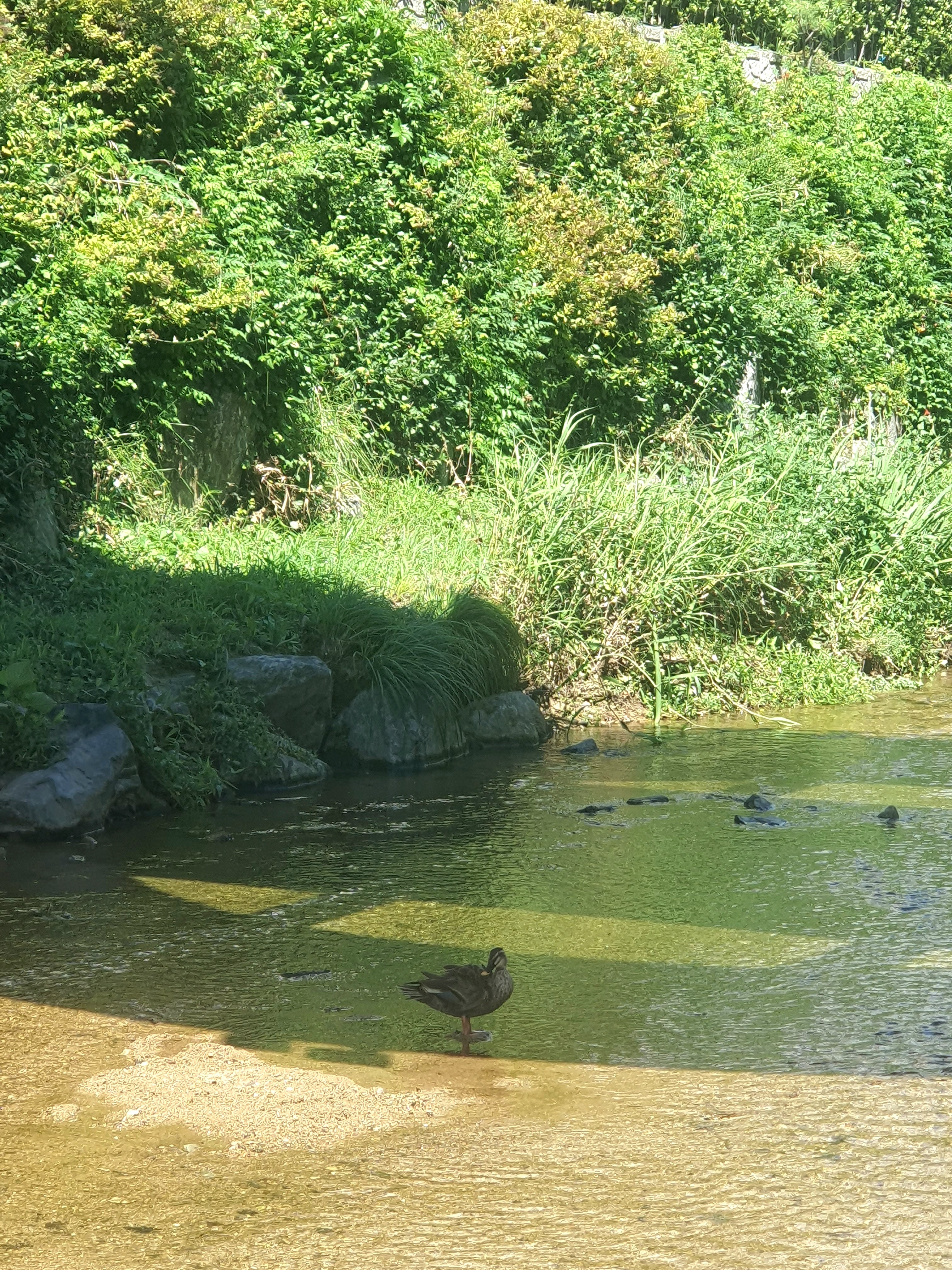 얄리얄리얄라셩