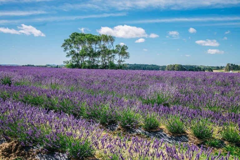 라벤더의음유시인