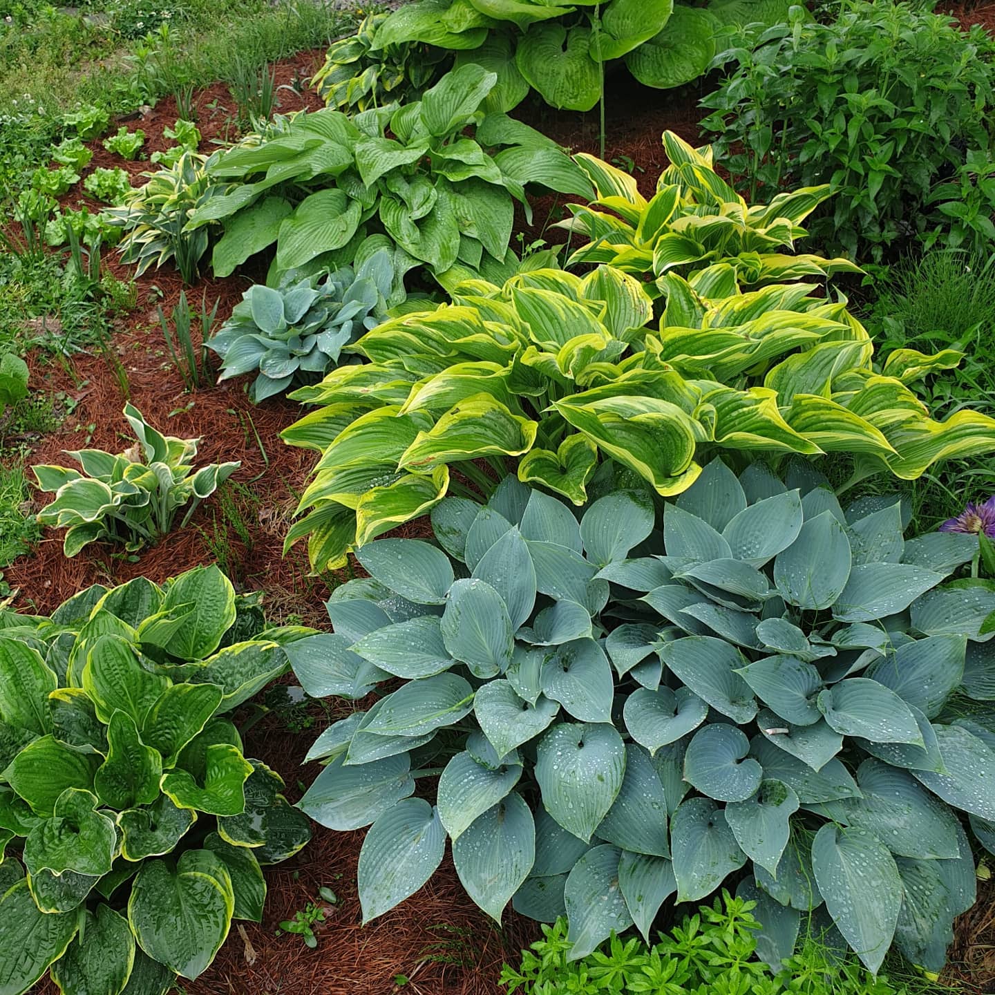 종횡무진 식물탐구