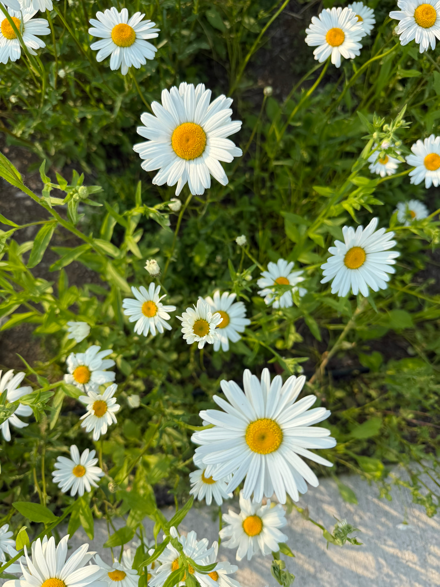 Daisy