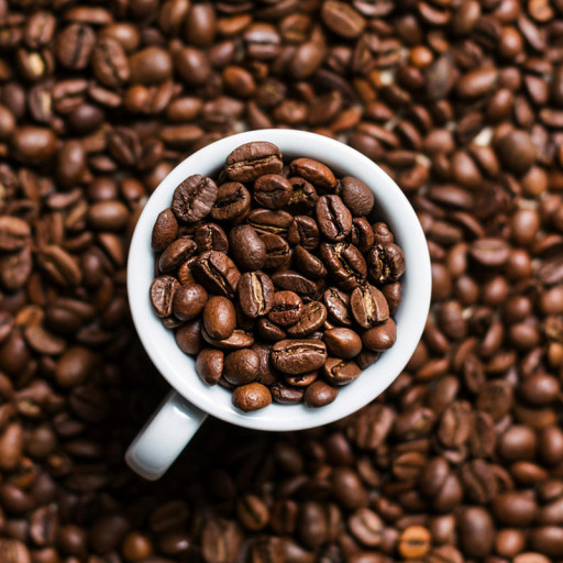 엘리펀트니모거북이