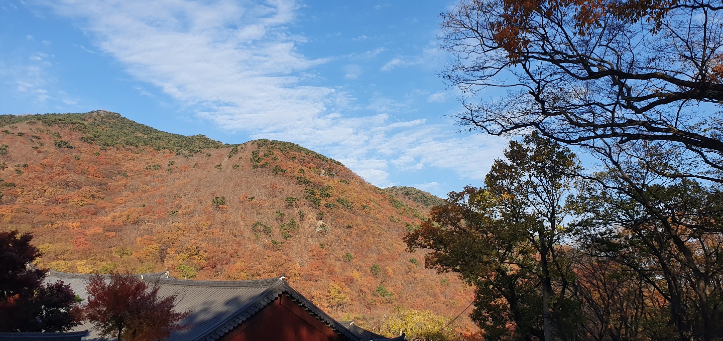 골드비