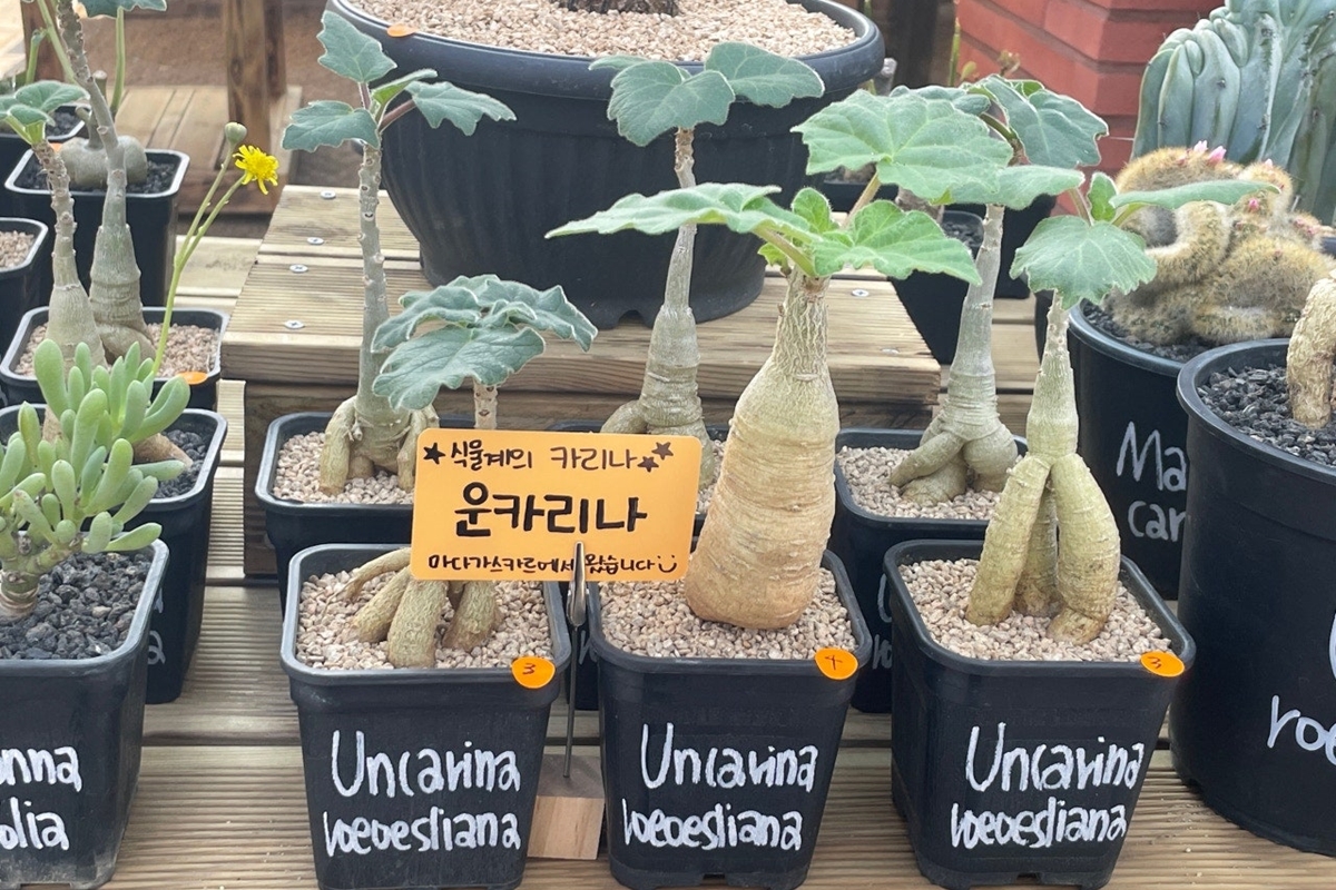 식집사 취향저격공간, 아프리카 식물이 있는 본투비가드너