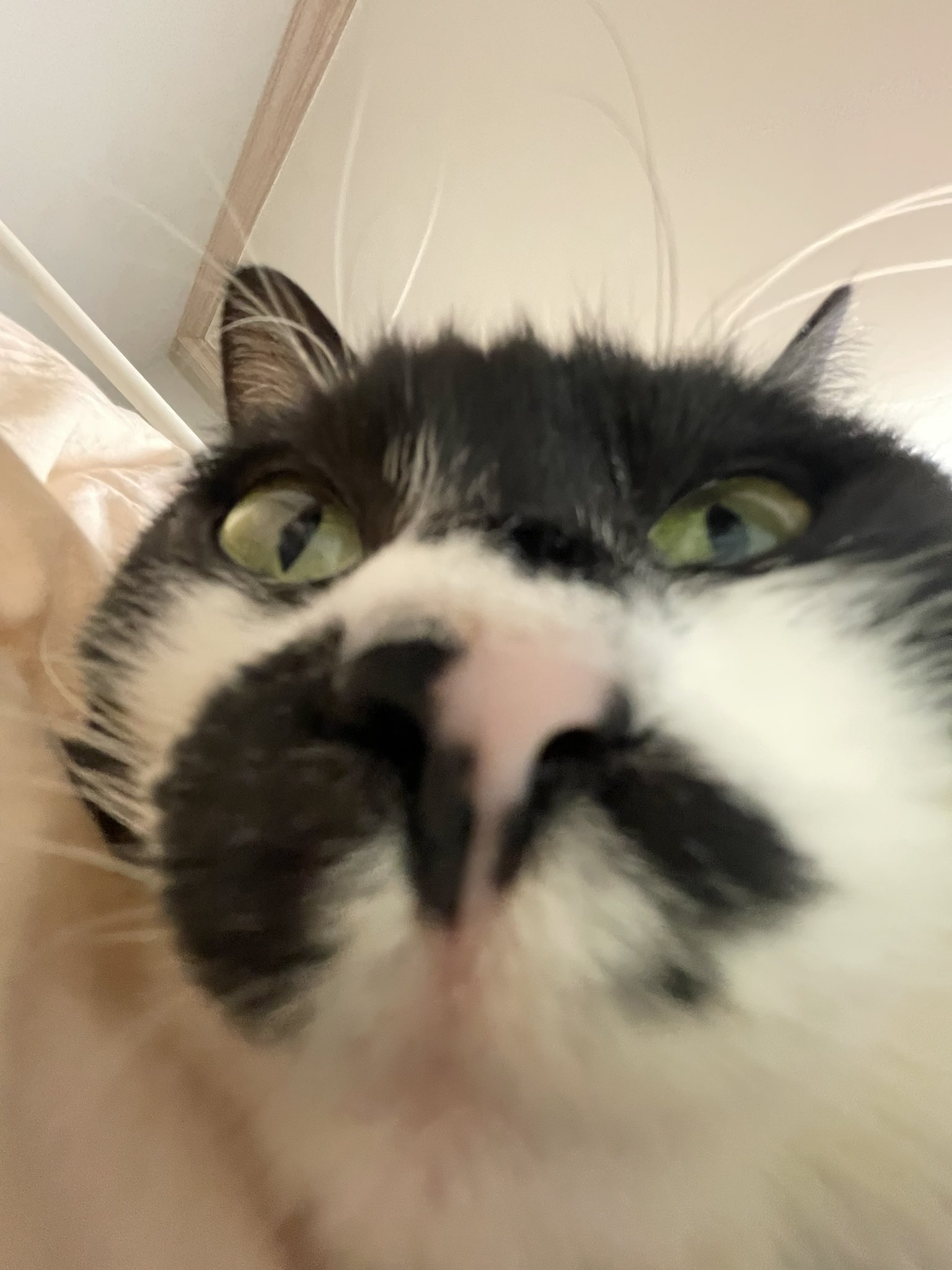 님 브런치 조와요