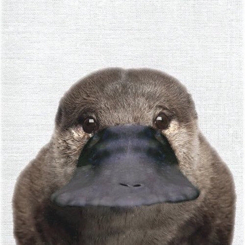 우주오리너구리