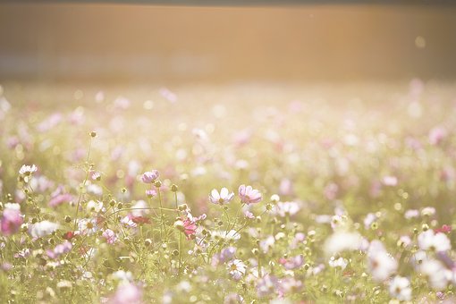 당신은참;예쁜꽃 이미지