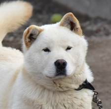 백구선생가이드