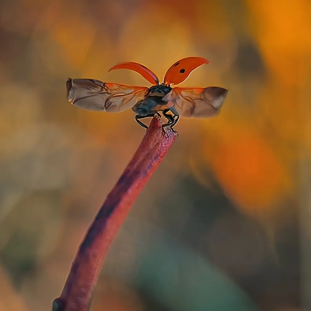 계룡산무당벌레