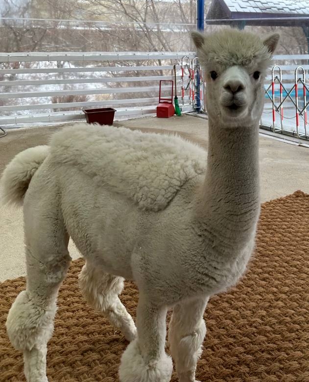 익명의 오리너구리