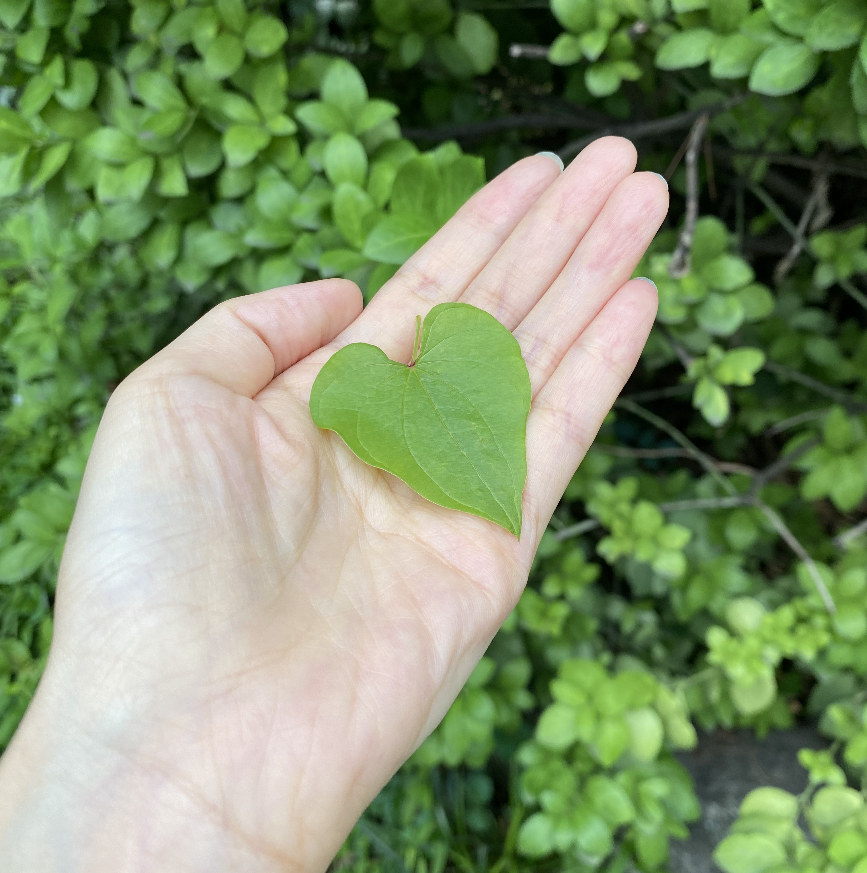 Green my heart