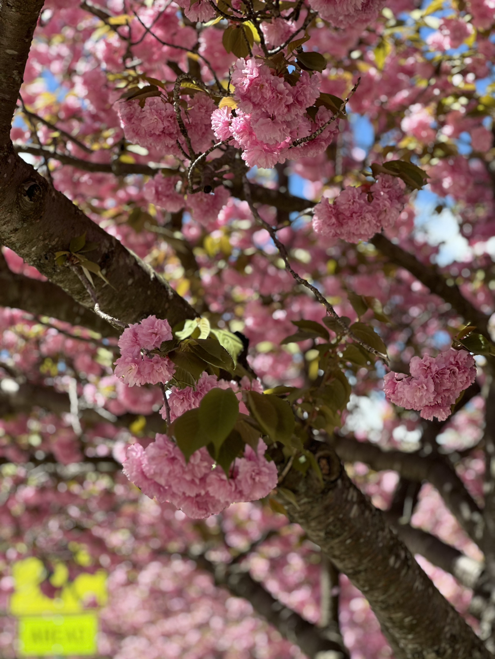 밤마다 마시는 우유