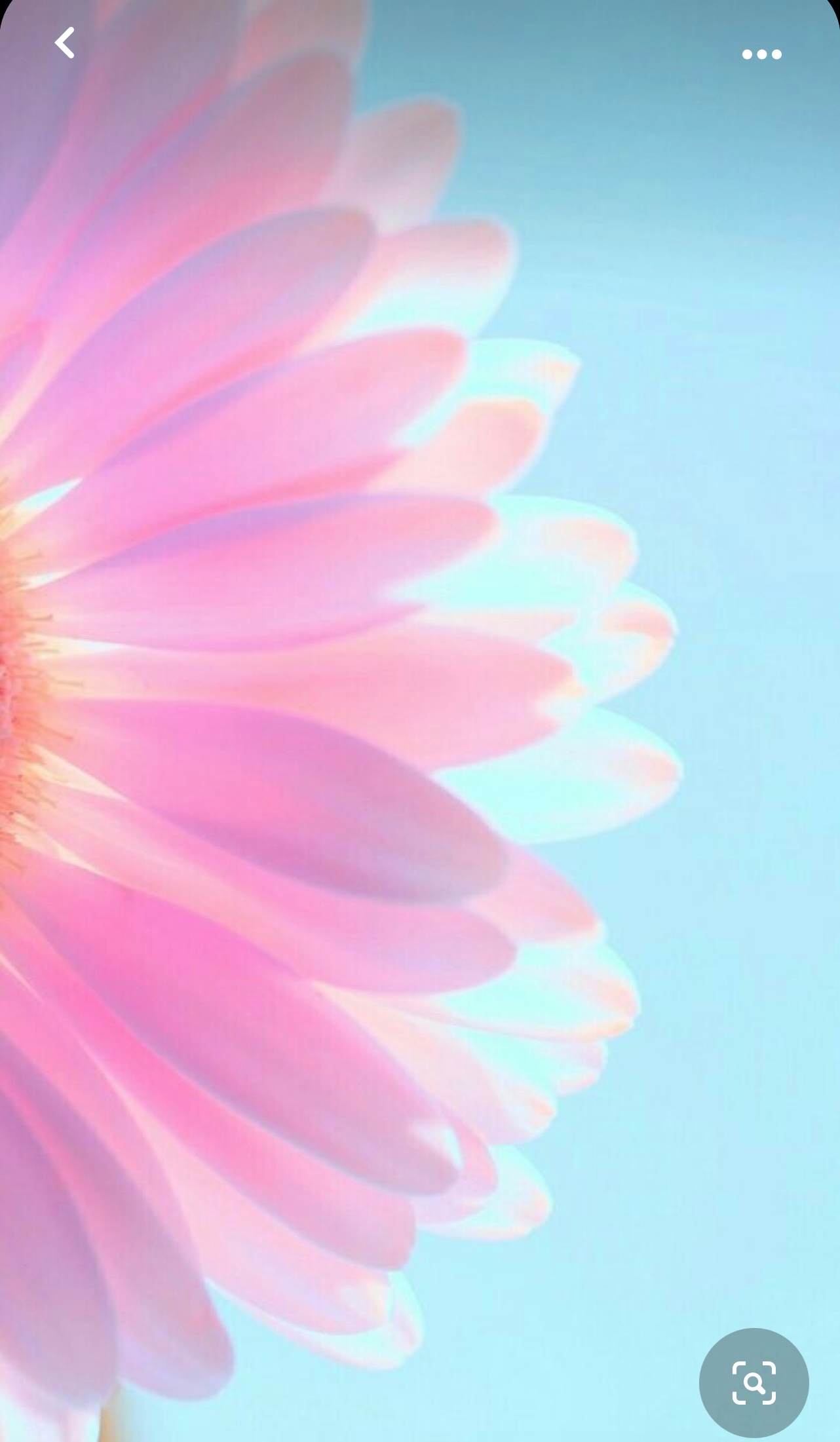 flowerjin