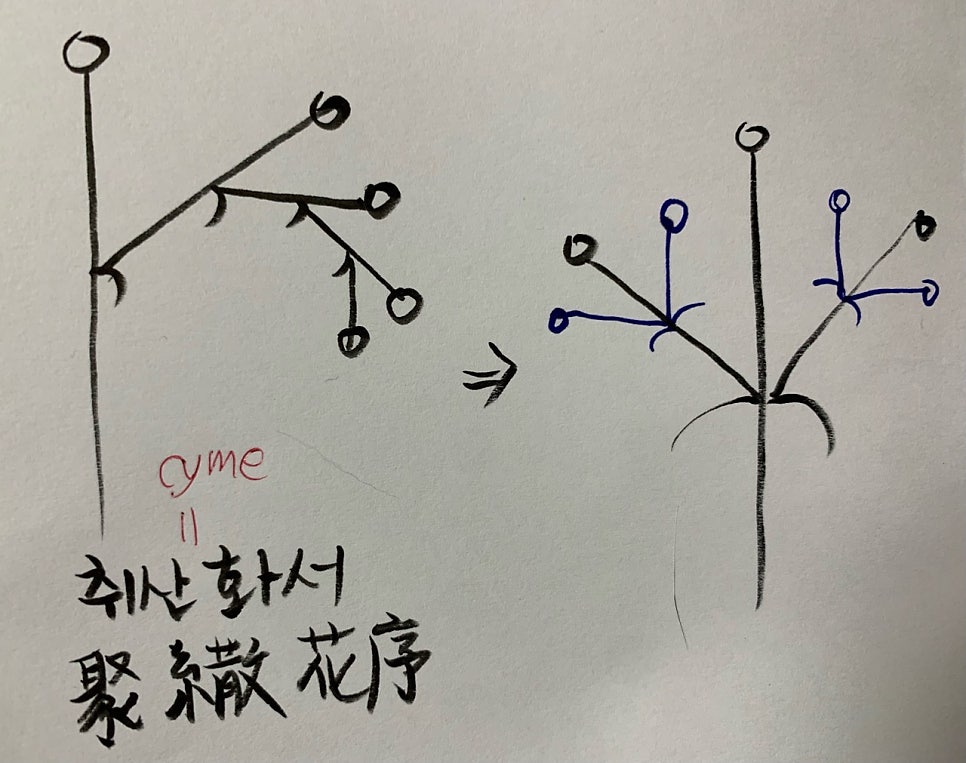 겹취산꽃차례의 수학적 비밀