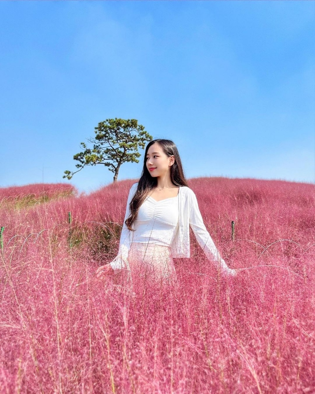 핑크뮬리 이미지