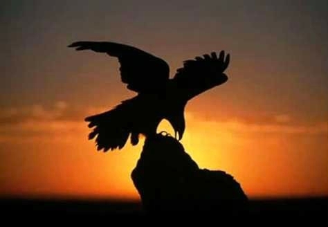 수리수리독수리