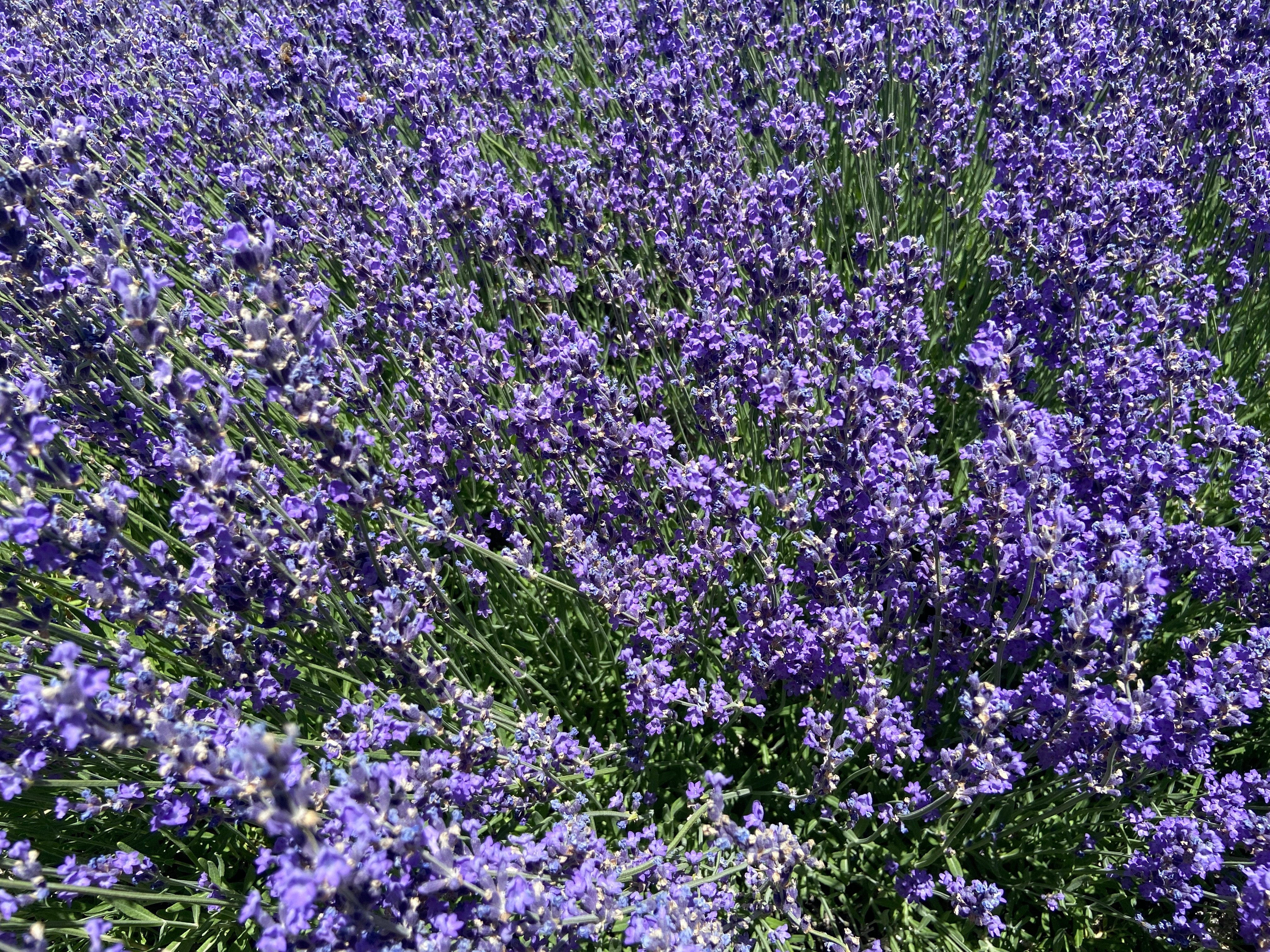 유타 파라다이스댁