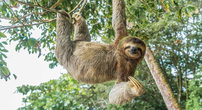 나무늘보의 일생